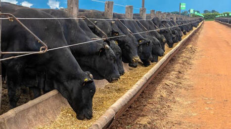 Impact de l'accord UE-Mercosur sur le prix des gros bovins | SCIENCES DE L' ANIMAL | Scoop.it