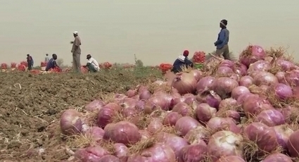 Sénégal : les importateurs d'oignons flouent l'Etat ... | Questions de développement ... | Scoop.it