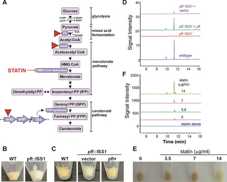 Discovery and characterization of a pigment produced by Streptococcus pyogenes | brvm | RMH | Scoop.it