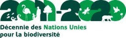 L'ONU lance la d&eacute;cennie pour la biodiversit&eacute; | envi2bio | Plan&egrave;te, Nature et Biodiversit&eacute; | Scoop.it