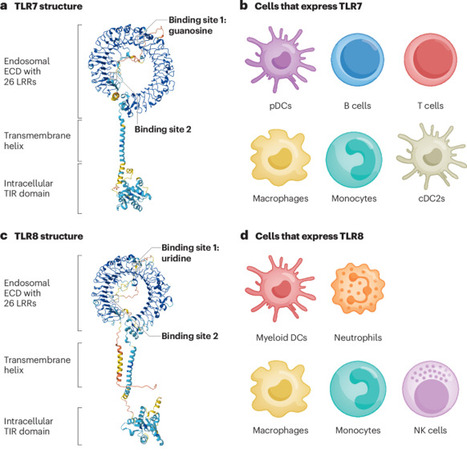 TLR7 in systemic lupus erythematosus: genetics and emerging therapies | Nature Reviews Rheumatology | Rheumatology-Rhumatologie | Scoop.it