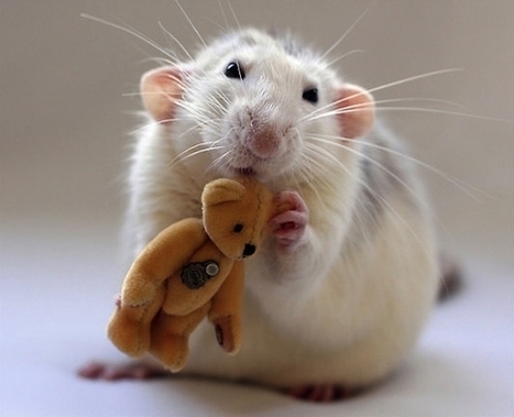 Rats Feel Empathy? Rodent Psychology: Study Shows Rats Will Do What it Takes to Save Their Mates | Empathy and Animals | Scoop.it