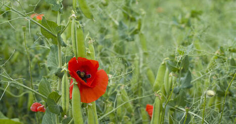 Le Chiffre de GEO: 170 études sur l'agroécologie montrent des bénéfices pour la biodiversité et le climat | Biodiversité | Scoop.it