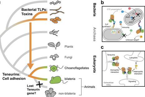 Ancestral neuronal receptors are bacterial accessory toxins | Ncm | RMH | Scoop.it