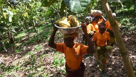 Côte d’Ivoire : en 2017, la forêt a perdu l’équivalent de 15 000 terrains de foot au profit du cacao | Les Colocs du jardin | Scoop.it