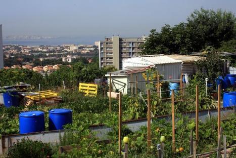 Les chercheurs s’intéressent à l’agriculture urbaine | Les Colocs du jardin | Scoop.it