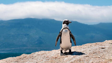 Up To 62,000 Breeding Penguins Have Perished In A Few Years Due To Mass Starvation | Soggy Science | Scoop.it