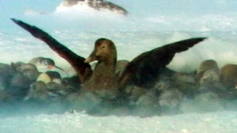 Hungry Polar bears eating more threatened eider duck eggs | BIODIVERSITY IS LIFE  &ndash; | Scoop.it