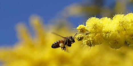 Cultures mellifères et pollinisateurs : « Ecoutons la sagesse du terrain » | SCIENCES DU VEGETAL | Scoop.it