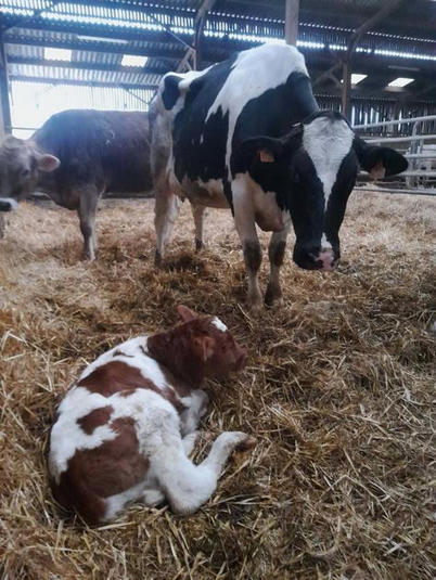 D&eacute;marrer la lactation du bon pied, &ccedil;a commence d&egrave;s le tarissement de vos laiti&egrave;res | SCIENCES DE L' ANIMAL | Scoop.it