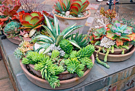 25 Outdoor Succulent Container Ideas that Resist Heat and Drought | Best Backyard Patio Garden Scoops | Scoop.it