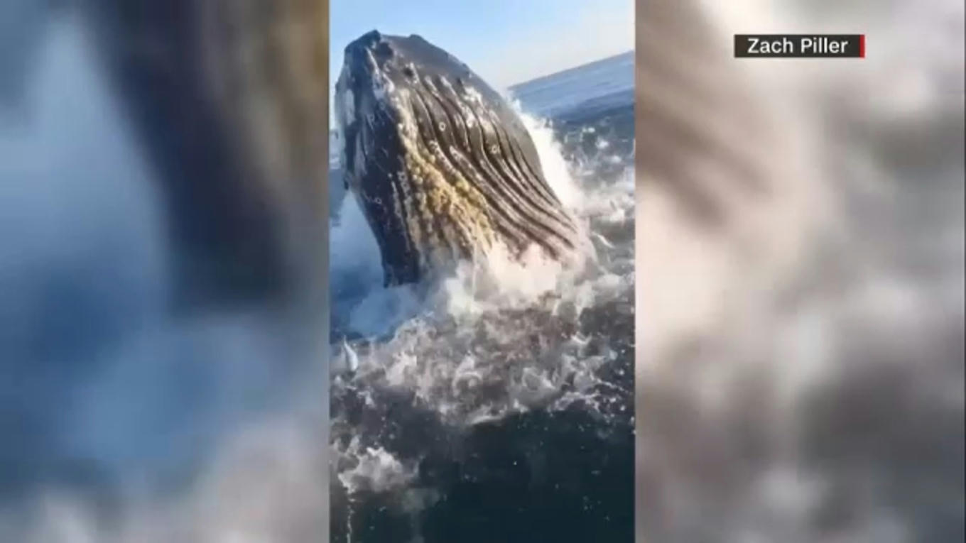 Humpback whale makes surprise appearance during...