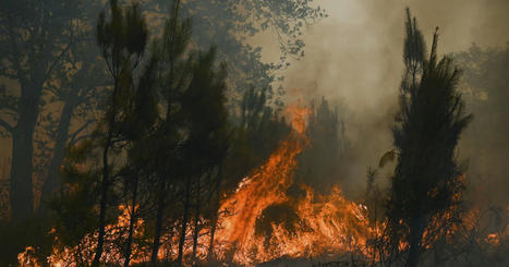 Pourquoi c'est important. Feux de forêt : 2022, année tristement record en Europe | Biodiversité | Scoop.it