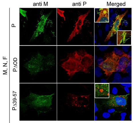 Nouvel éclairage sur le rôle de la phosphoprotéine du virus respiratoire syncytial dans le bourgeonnement des virions | Life Sciences Université Paris-Saclay | Scoop.it