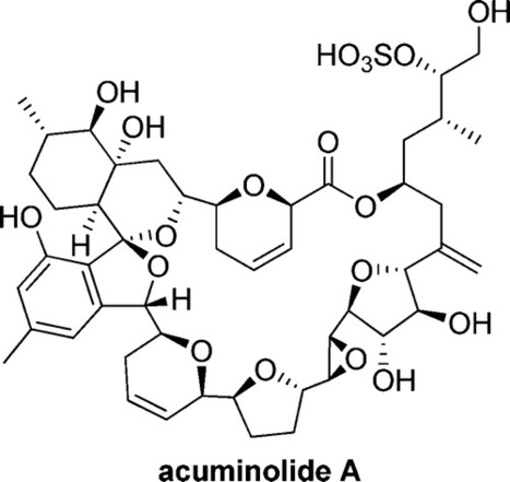 Acuminolide A: Structure and Bioactivity of a New Polyether Macrolide from Dinoflagellate Dinophysis acuminata | Natural Products Chemistry Breaking News | Scoop.it