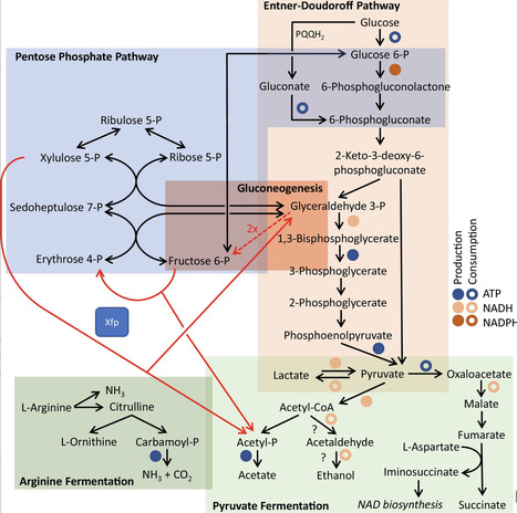Strict Aerobic Lifestyle and Anaerobic Survival of Bacteria: Inseparable Twins? | mmb | RMH | Scoop.it