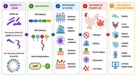 Bacillus-derived antimicrobial peptides as alternatives to antibiotics in poultry: mechanisms, applications, and future prospects&mdash; a review | RMH | Scoop.it