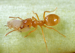 Encyclop'Aphid : l'encyclopédie des pucerons - Accueil | ECOLOGIE - ENVIRONNEMENT | Scoop.it