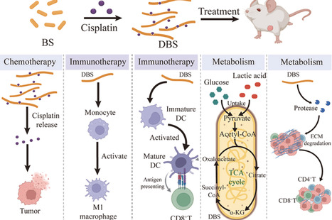 A deformable Bacillus subtilis with gut homing for tumor treatment via bacterial metabolism-facilitated synergistic approach for starvation, chemotherapy, and immunotherapy | mtb | RMH | Scoop.it