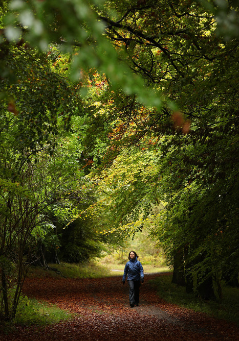 Noticing: How To Take A Walk In The Woods : NPR | Rainforest CLASSROOM | Scoop.it