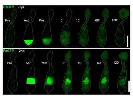 bioRxiv: Synchronous spatio-temporal control of autophagy and organelle trafficking is necessary for appressorium-mediated plant infection by Magnaporthe oryzae (2025) | Publications from The Sainsbury Laboratory | Scoop.it