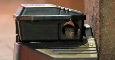 Virus Variants Can Infect Mice, Scientists Report - The New York Times | Virus World | Scoop.it