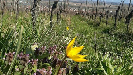 Des projets pour développer la biodiversité dans les vignes alsaciennes | Biodiversité | Scoop.it
