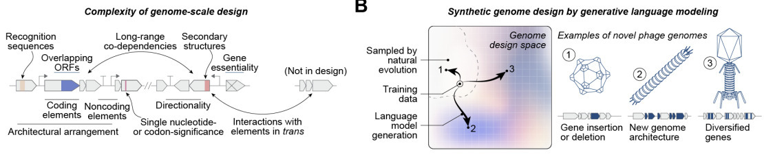 Science figure from the bacteriophage genome-language-model study showing the generative-design workflow and experimental validation of selected novel phage genomes, including genome generation, synth