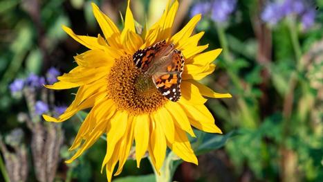 Biodiversité : trois choses à retenir sur la nouvelle étude alarmante sur la disparition des insectes | Biodiversité | Scoop.it