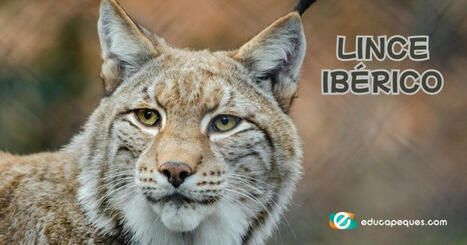 Lince ibérico: Características, hábitat, alimentación y conservación | Recull diari | Scoop.it