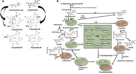 Proanthocyanidin Biosynthesis- a Matter of Protection | SEED-DREAM Lab info | Scoop.it