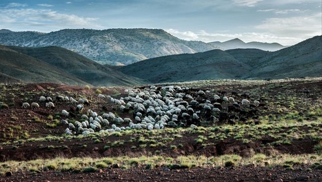 Un logiciel pour préserver les espèces les plus menacées | Biodiversité | Scoop.it