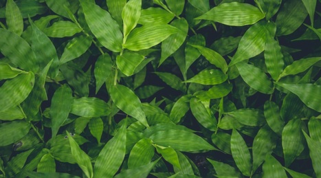 La DGCCRF veut renforcer ses contrôles autour du Greenwashing | Environnement : Politiques Publiques et Stratégie | Scoop.it