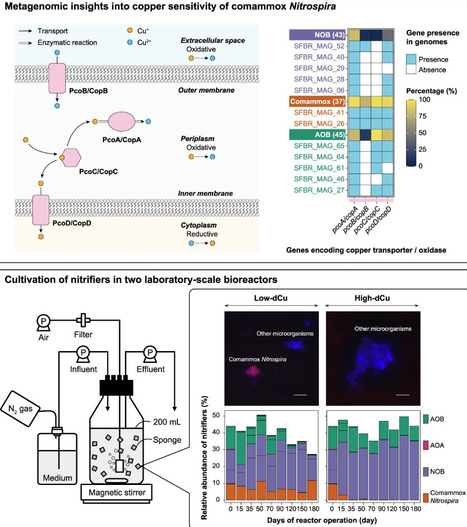 Copper availability controls niche differentiation between comammox Nitrospira and ammonia-oxidizing bacteria | isme | RMH | Scoop.it