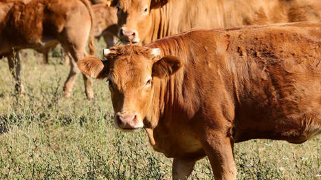 Viande rouge : la déconfiture de l'agriculture française | SCIENCES DE L' ANIMAL | Scoop.it