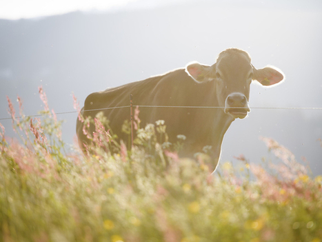 Bactérie résistante aux antibiotiques dans le lait de vache | Lait de Normandie... et d'ailleurs | Scoop.it