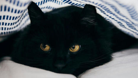 Pourquoi les chats noirs ont-ils mauvaise réputation? | La presse et la classe de fle | Scoop.it
