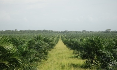 Palm oil firms in Peru plan to clear 23,000 hectares of primary forest | MOVUS  Movement for a Sustainable Uruguay | Scoop.it