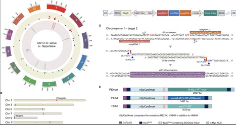 PrimeStack editors enable efficient and site-specific integration of large multigene cargos in plants | PLOS | RMH | Scoop.it