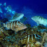 A billion-dollar business puts species and people at risk | OUR OCEANS NEED US | Scoop.it