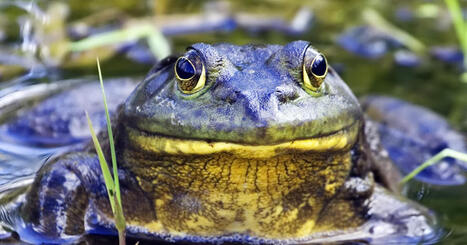 Allemagne. La chasse &agrave; la grenouille invasive a commenc&eacute; dans la vall&eacute;e du Rhin | Biodiversit&eacute; - @ZEHUB on Twitter | Scoop.it