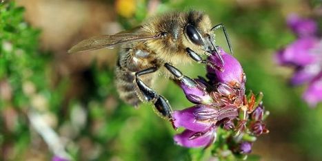 Biodiversit&eacute;&nbsp;: d&eacute;put&eacute;s et s&eacute;nateurs &eacute;chouent &agrave; trouver un accord | EntomoNews | Scoop.it