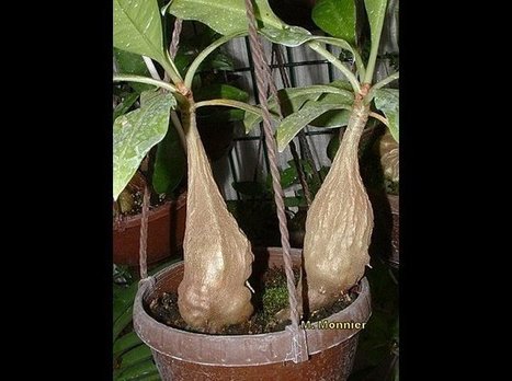 Plantes myrm&eacute;cophiles | Insect Archive | Scoop.it