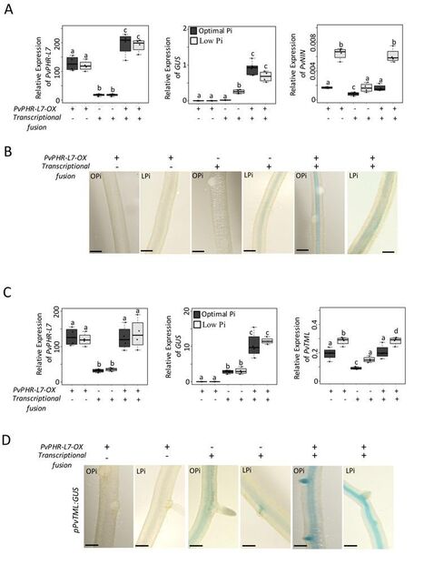 Phosphate deficiency reduces nodule formation through a Phosphate Starvation Response -Like protein in Phaseolus vulgaris | Plant-Microbe Symbiosis | Scoop.it