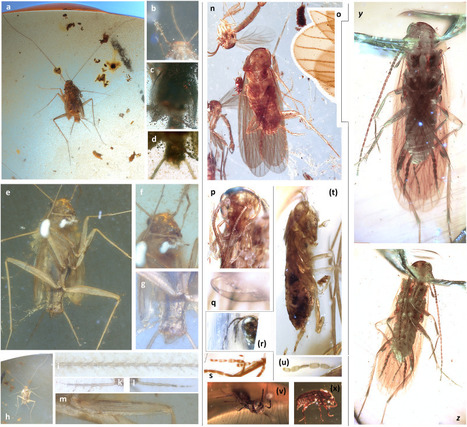Ces blattes d&eacute;couvertes dans des grottes au Myanmar ont v&eacute;cu &agrave; l'&eacute;poque des dinosaures | EntomoNews | Scoop.it