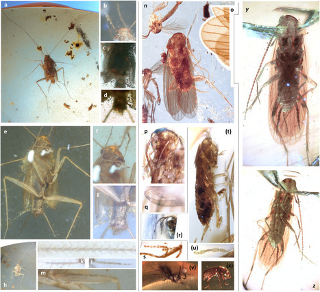 Ces blattes découvertes dans des grottes au Myanmar ont vécu à l'époque des dinosaures | EntomoNews | Scoop.it