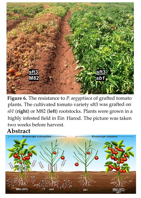 Tomato Mutants Reveal Root and Shoot Strigolactone Involvement in Branching and Broomrape Resistance | Plant hormones (Literature sources on phytohormones and plant signalling) | Scoop.it