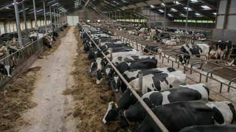 Elevage intensif et durabilité sont-ils forcément opposés ? - Agri mutuel | Agriculture en Pays de la Loire | Scoop.it