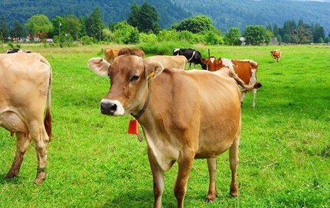 Les vaches indiennes bientôt munies de «cartes d’identité» | Lait de Normandie... et d'ailleurs | Scoop.it