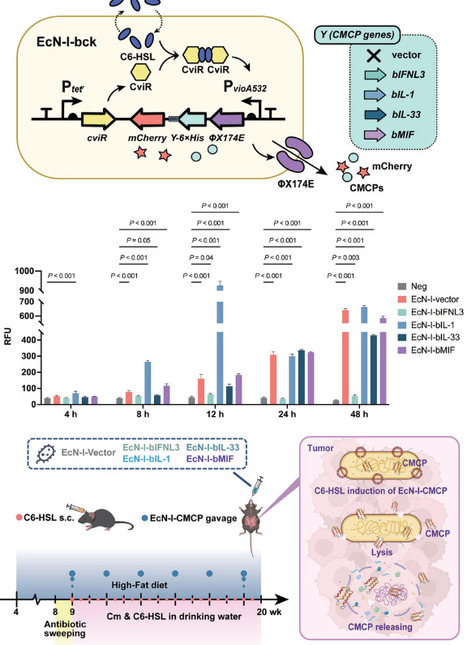 Identifying Cytokine Motif-Containing, Immunomodulatory Bacterial Proteins in Human Gut Microbiome | advS | RMH | Scoop.it